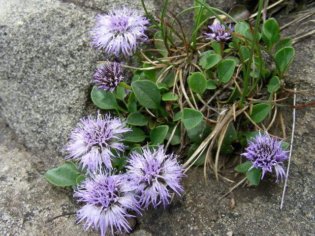 Globularia incanescens Viv. 100701-24001.jpg