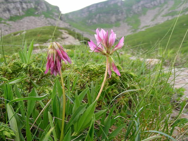 Trifolium alpinum L. 100701-89001.jpg