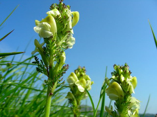 Pedicularis tuberosa L. 100701-68001.jpg