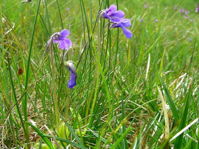 Pinguicula vulgaris L. 100701-75001.jpg