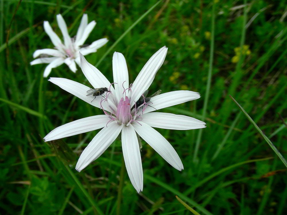 Scorzonera purpurea L. subsp. rosea (Waldst. & Kit.) Nyman 100701-29001.jpg