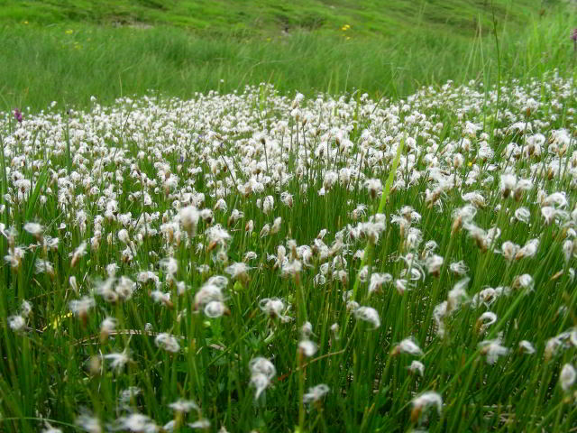 Trichophorum alpinum (L.) Pers. 100701-21001.jpg