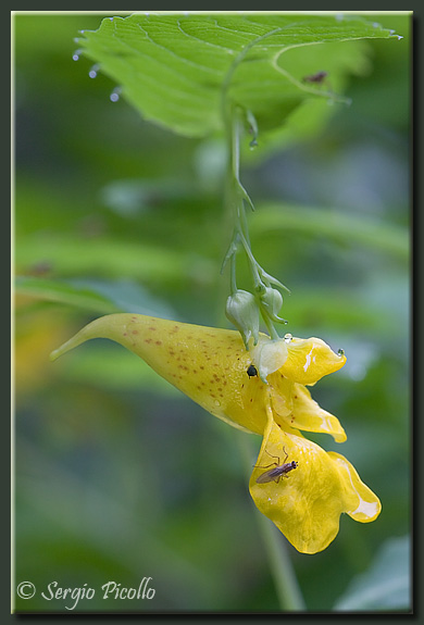 impatiens_0294.jpg