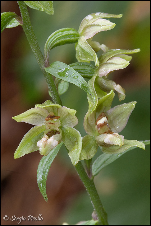 helleborine_0313.jpg
