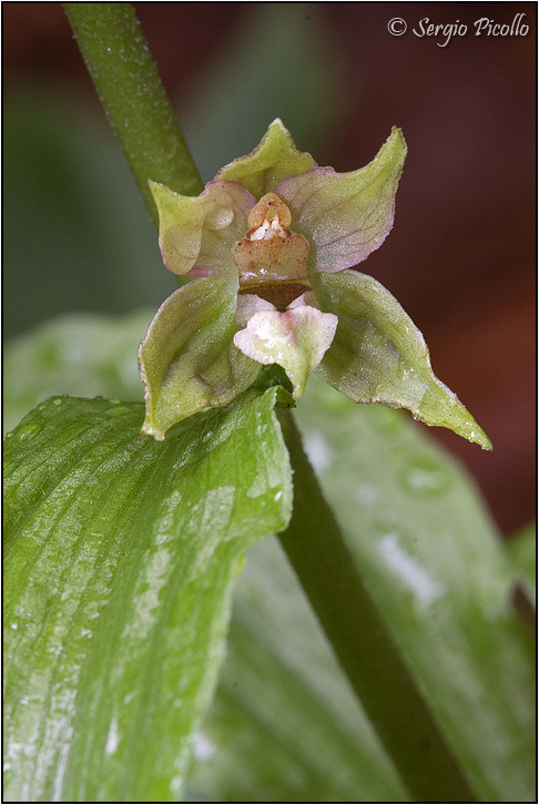 helleborine_0315.jpg