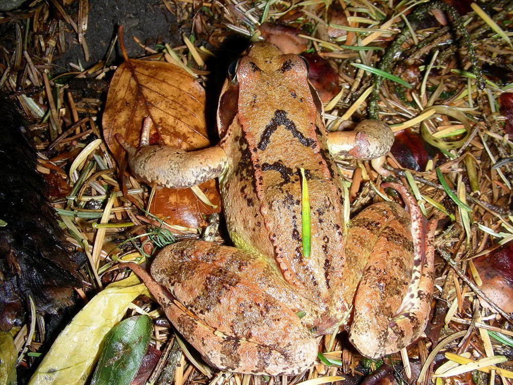 Rana dalmatina 460.JPG