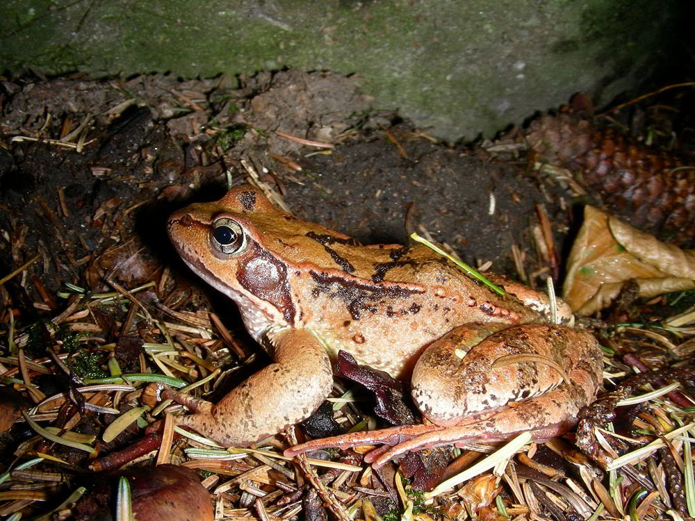 Rana dalmatina 458.JPG