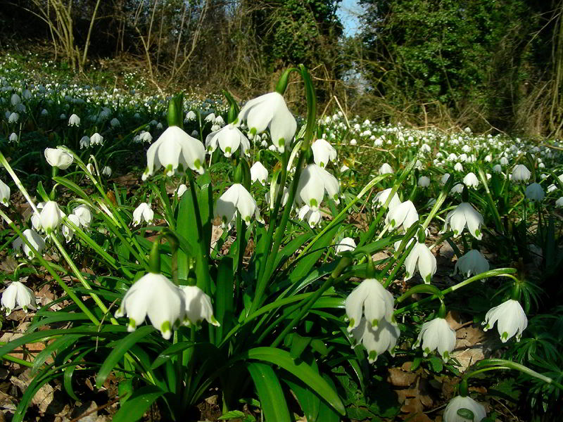 Leucojum vernum L.  110226-49.jpg