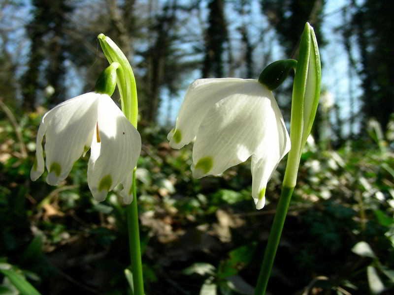 Leucojum vernum L.  110226-03.jpg