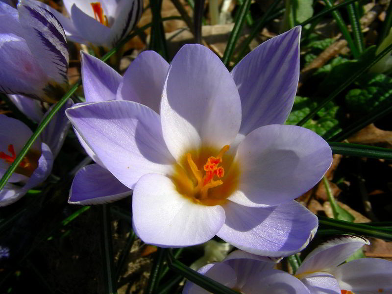 Crocus biflorus Mill. 110226-18.jpg