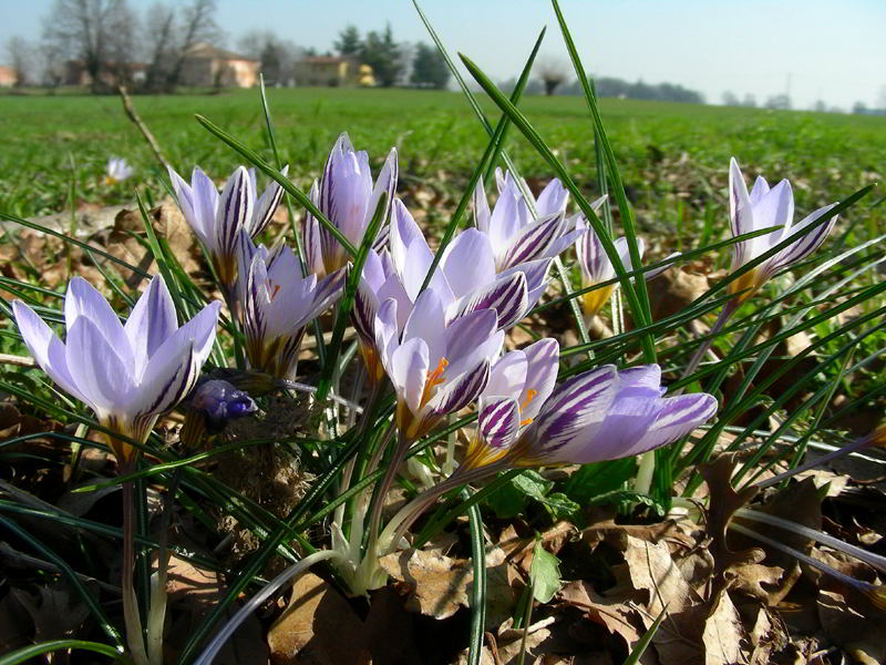 Crocus biflorus Mill. 110226-17.jpg