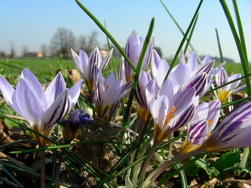 Crocus biflorus Mill. 110226-15.jpg