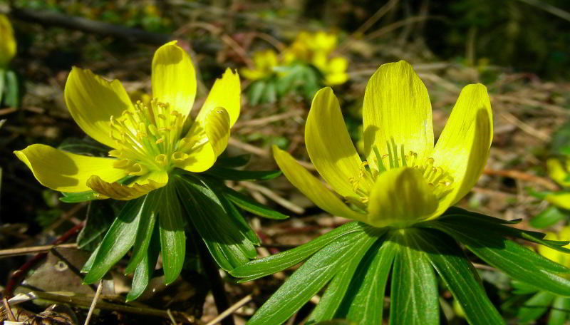 Eranthis-hyemalis-(L.)-Sali.jpg