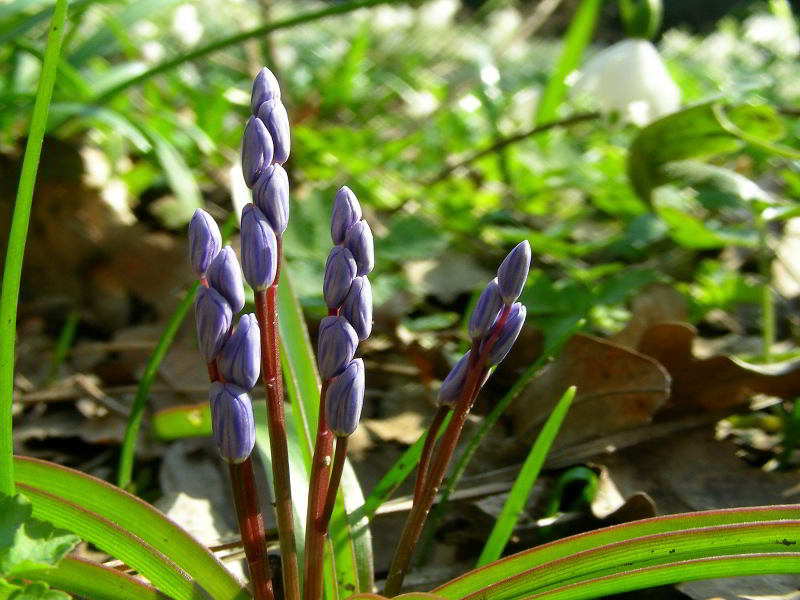 Scilla bifolia L. 110226-95.jpg