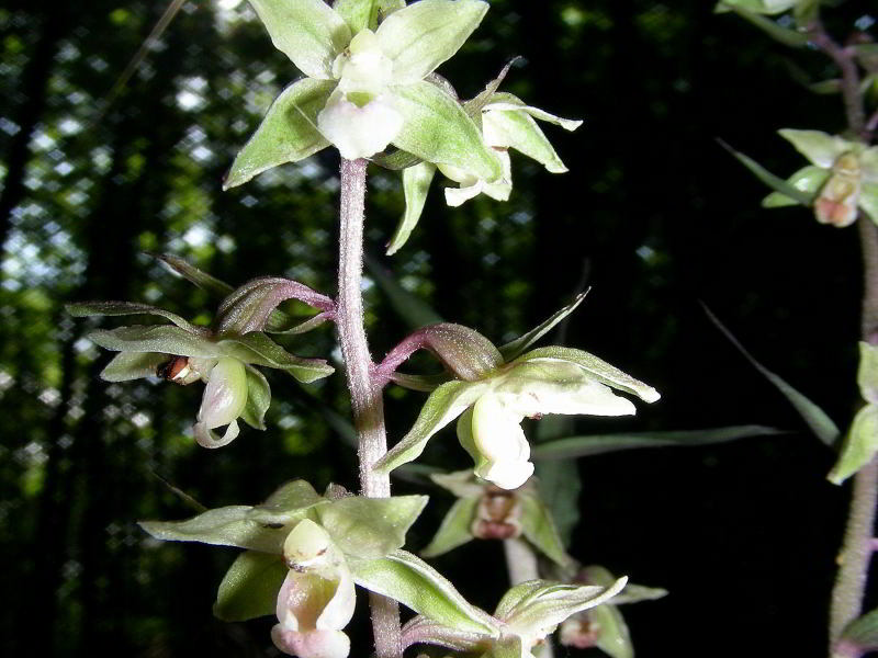 Copia di Epipactis purpurata 264.JPG