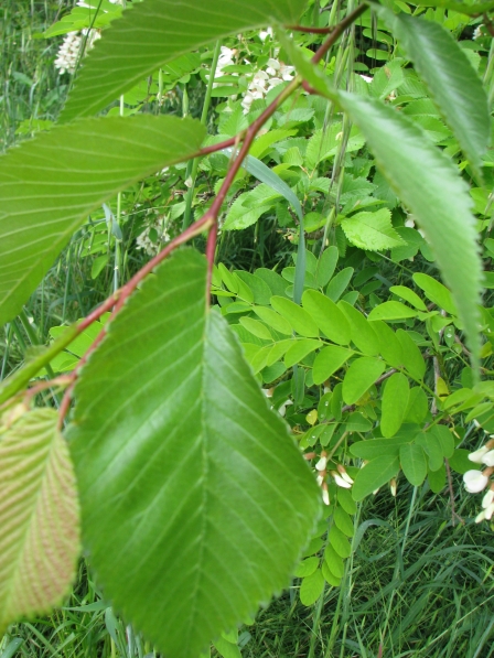 2 Olmo - Ulmus minor - foglie asimmetriche.jpg