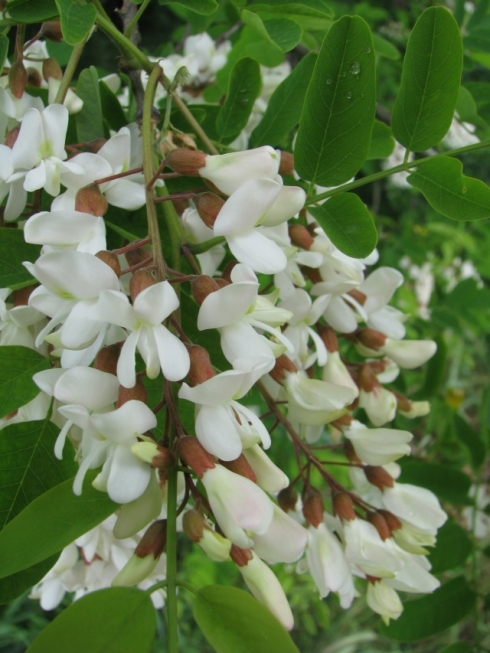 3 Robinia pseudoacacia - fiore.jpg