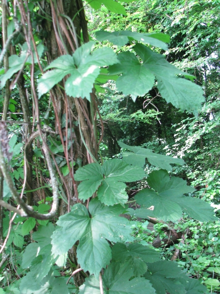 1 Luppolo - Humulus lupulus - Cannabaceae.jpg