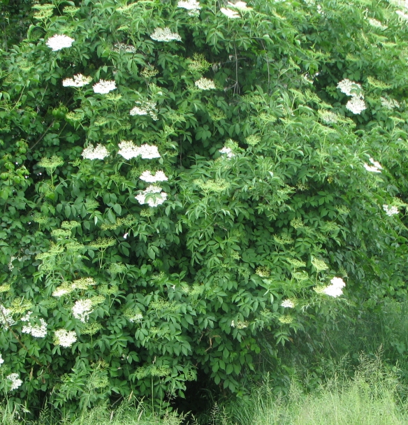 5 Sambucus nigra.jpg