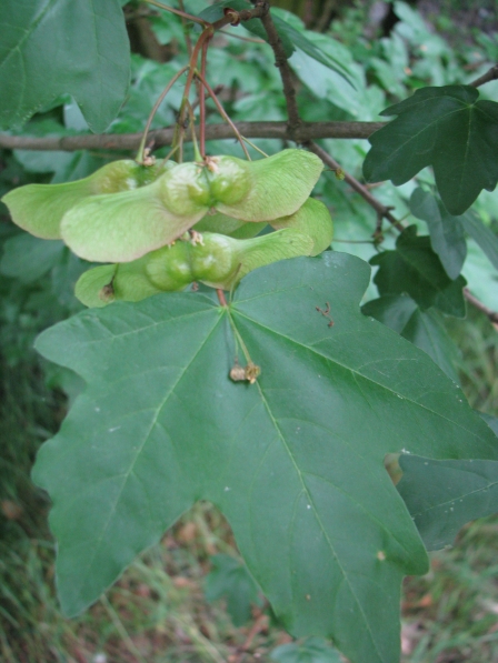 Acer campestre - foglia e frutti.jpg