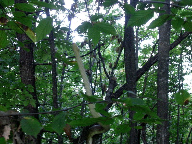 Elaphe longissima 864.JPG