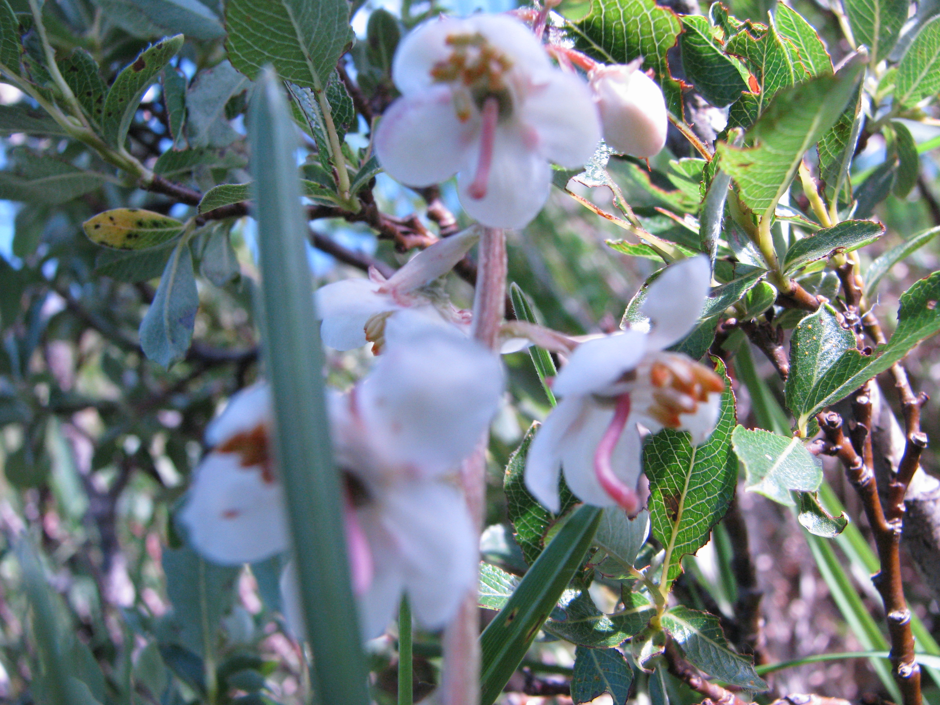 fiore da identificare 2.jpg