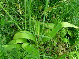 Allium nigrum 663.JPG
