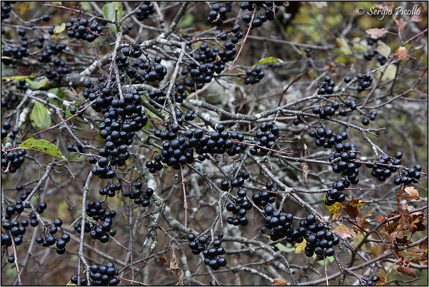 Rhamnus_cathartica_11xi3_8072.jpg