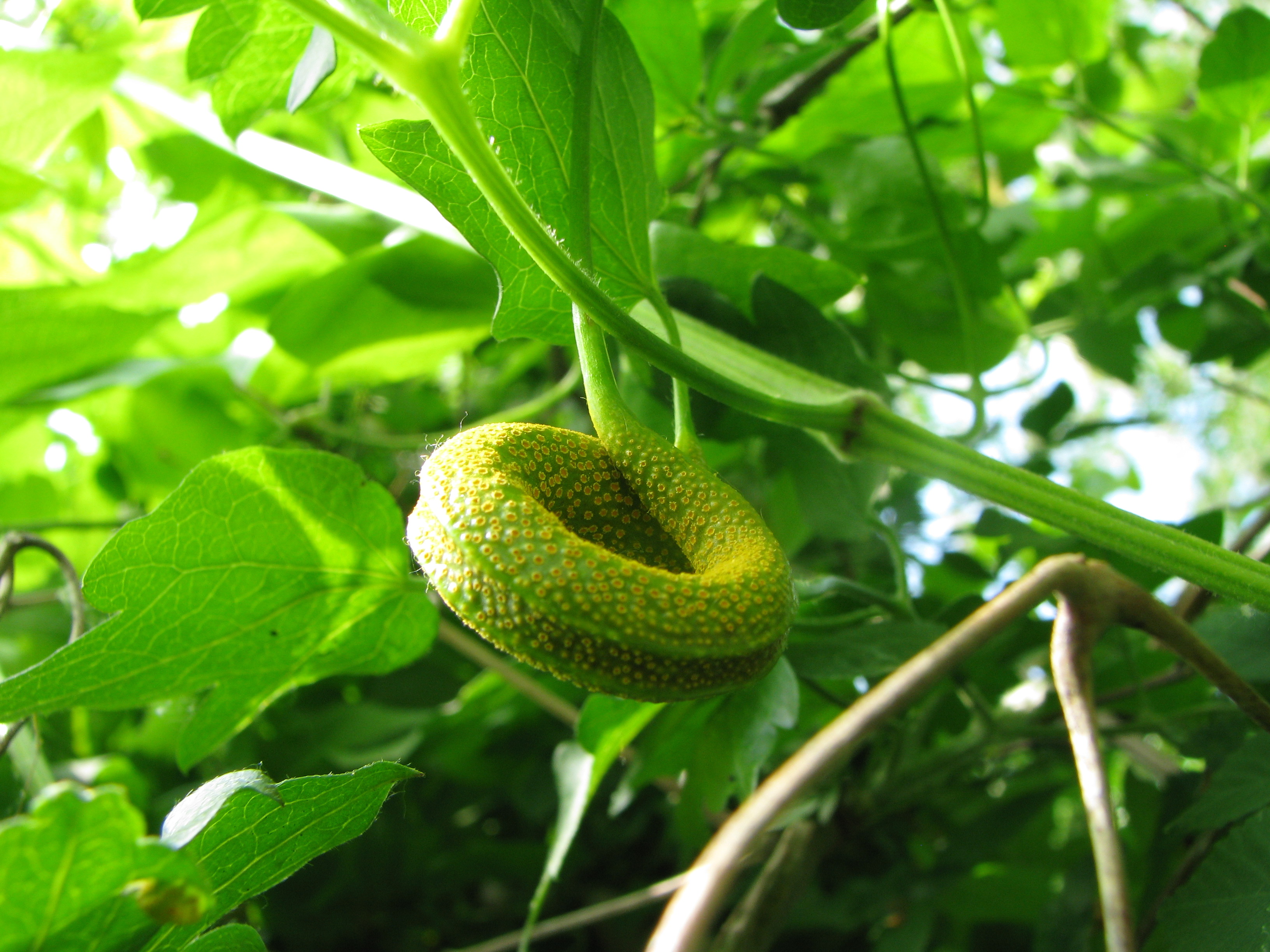 galla su Clematis vitalba 2.jpg