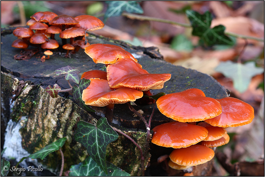 Collybia_velutipes_11xii13_8617.jpg