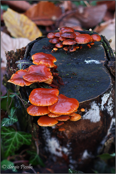 Collybia_velutipes_11xii13_8608.jpg