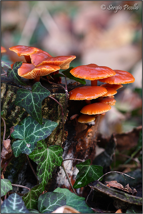 Collybia_velutipes_11xii13_8615.jpg