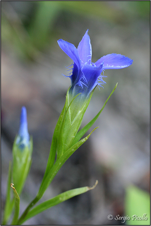 ciliata_06_2624.jpg