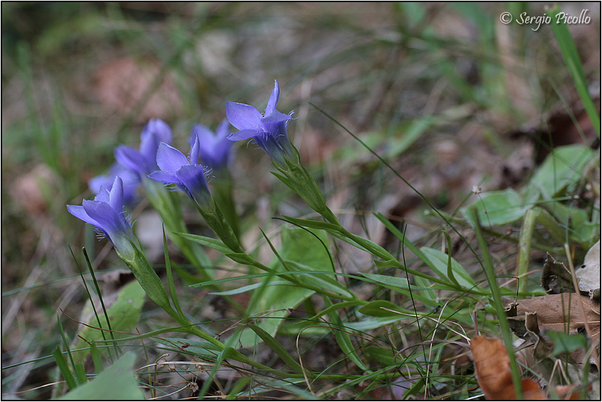 ciliata_1688.jpg