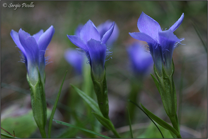 ciliata_1695.jpg