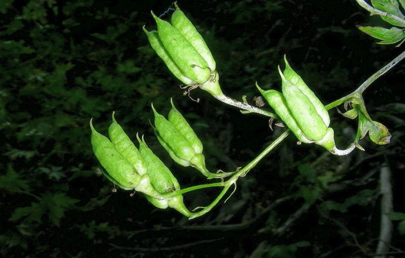 Aconitum variegatum Roccabiasca 10set08 310.JPG