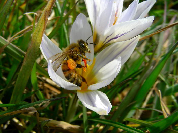 DSCN5791-Crocus-biflorus.jpg