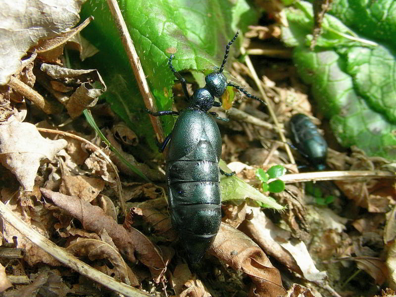 Meloe proscarabaeus cfr 273.JPG