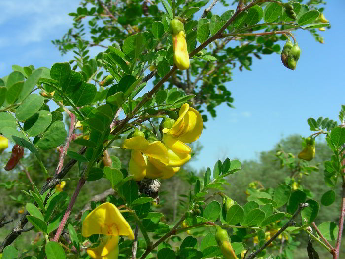 Colutea arborescens L. 120524-95.jpg