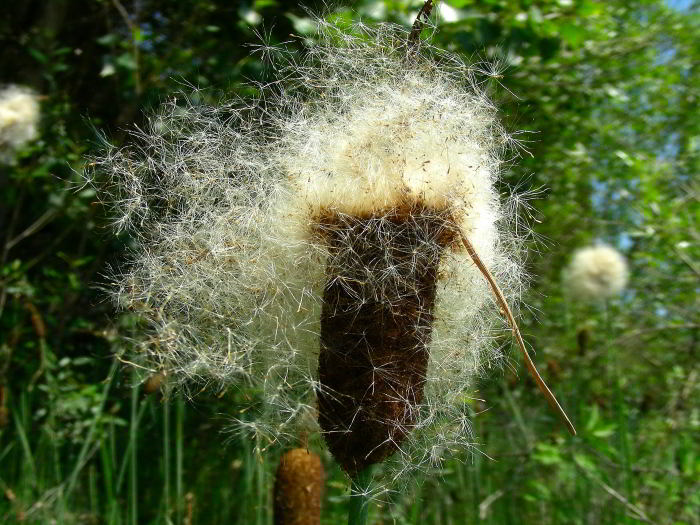 Typha minima Funk 120524-40.jpg