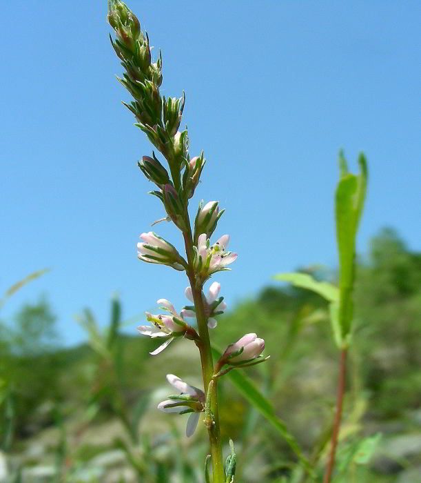 Myricaria germanica (L.) Desv. 120524-59.jpg