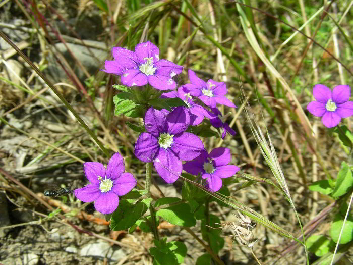 Legousia speculum-veneris (L.) Chaix  120524-15.jpg