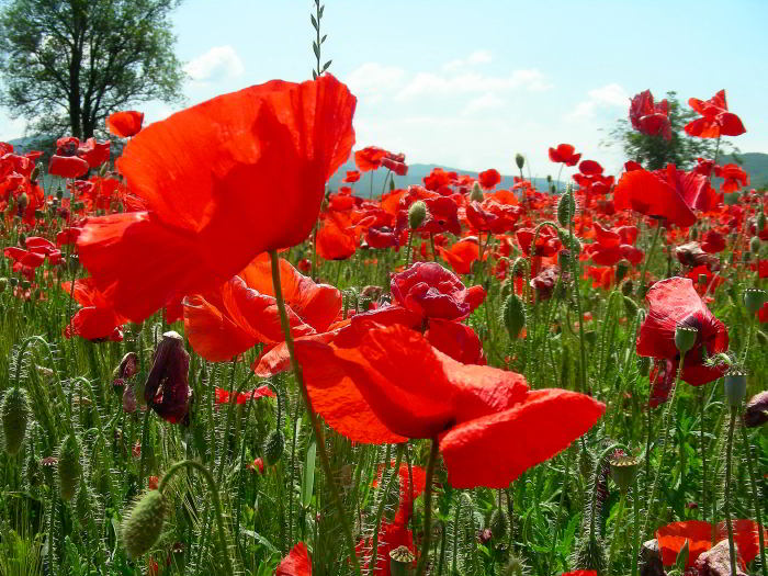 Papaver rhoeas L. subsp. rhoeas 120524-71.jpg