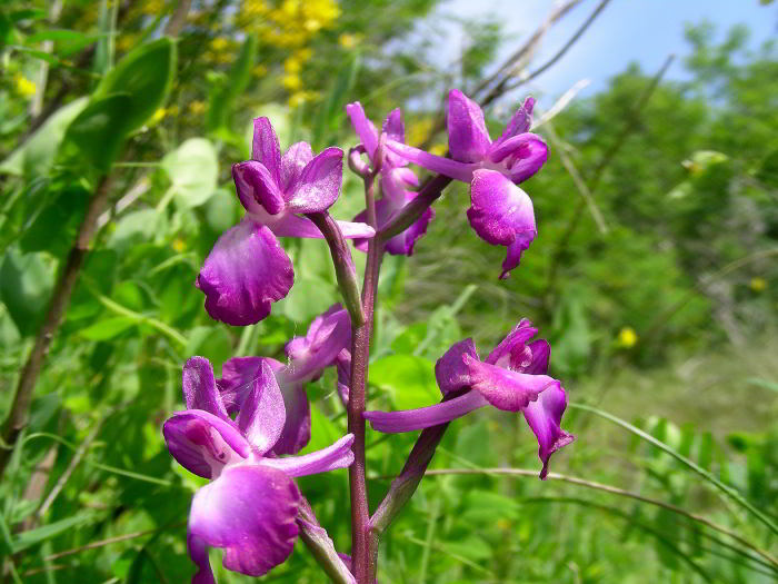 Orchis-laxiflora-Lam.jpg