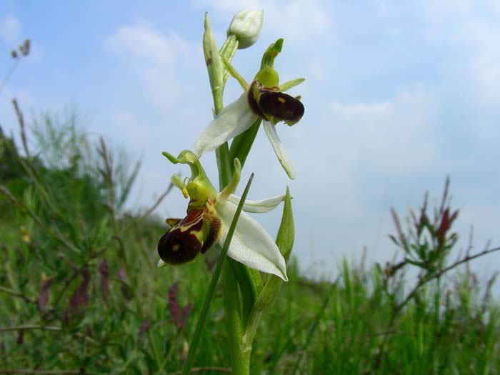 Ophrys apifera Huds. var. aurita (Moggr.) Gremli  120527-97.jpg