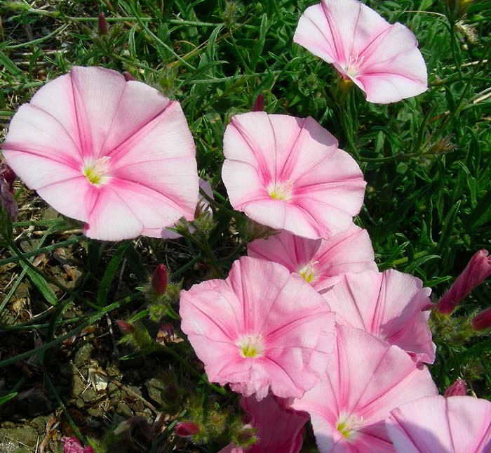 Convolvulus cantabrica L. 120527-20.jpg