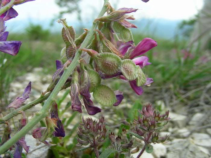 Hedysarum confertum Desf. 120527-86.jpg