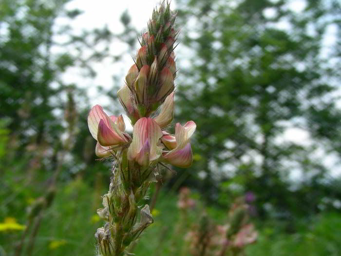 Onobrychis arenaria (Kit.) DC. 120527-05.jpg