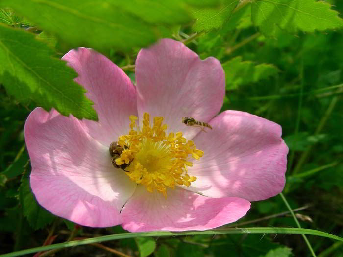 Rosa gallica L. 120527-77.jpg