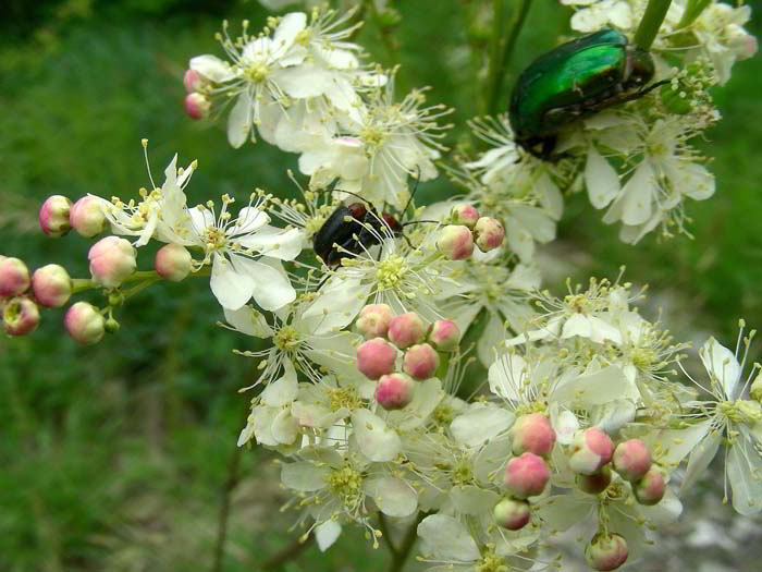 Filipendula vulgaris Moench e Cetonie 120527-85.jpg